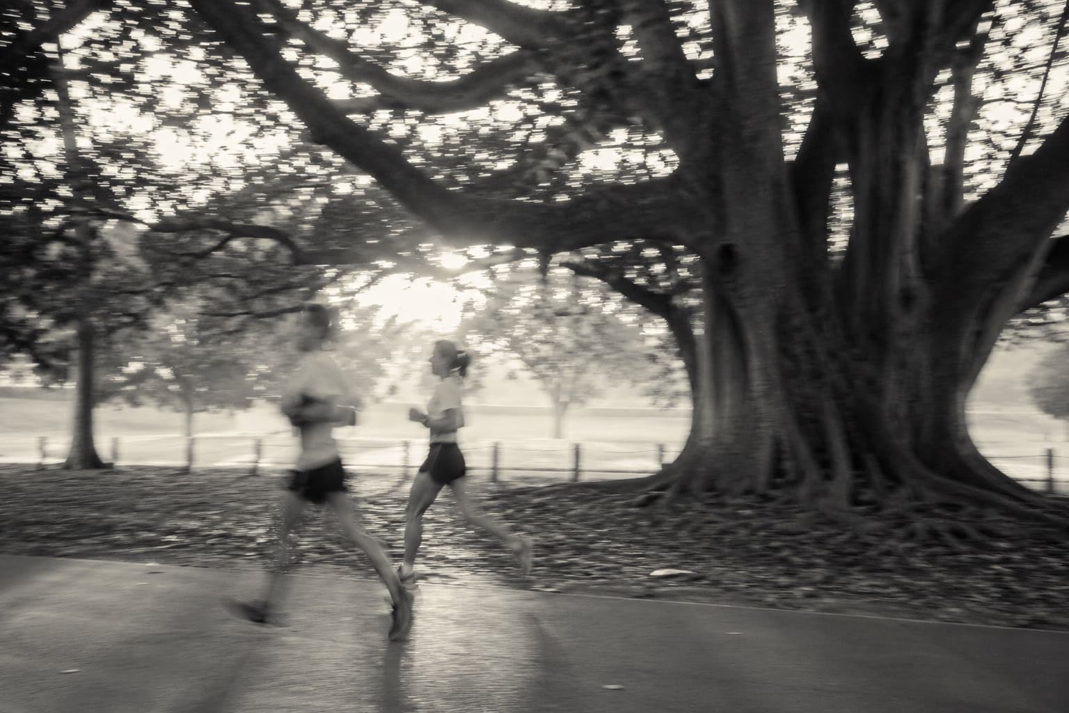 A park path beneath fig trees
